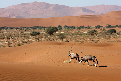 two oryx antelopes in the middle of the namib desert, sossusvlei - namibia