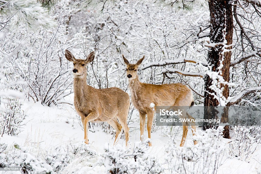 Mule Deer in Snow Mule deer does brave a cold Colorado winter snowstorm in the pine forest as snowflakes fall furiously from the winter sky. Snow Stock Photo