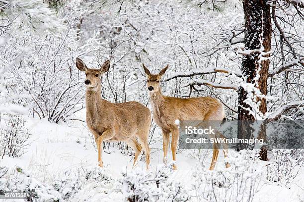 Mule Deer In Snow Stock Photo - Download Image Now - Snow, Deer, Animal