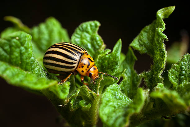 A Colorado beetle eating potato leaves stock photo
