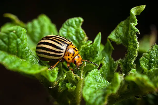 Photo of A Colorado beetle eating potato leaves