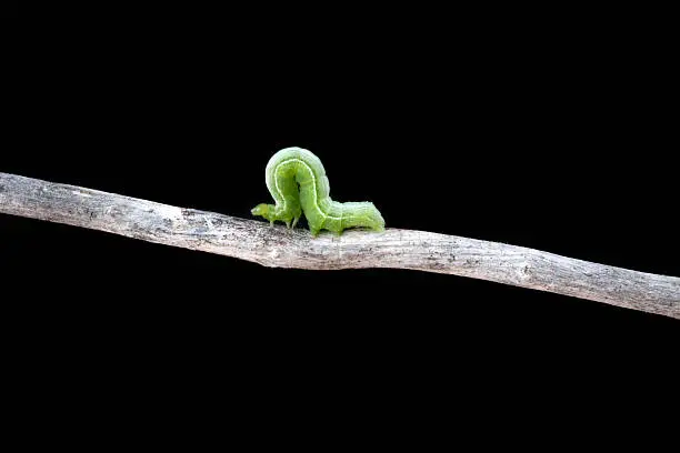 Photo of Inchworm on Stick with Black Background