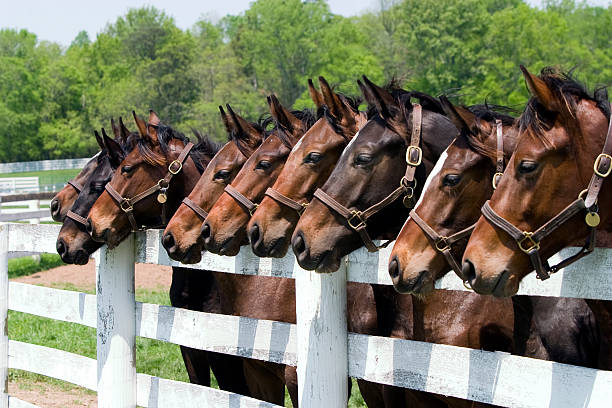 istock Thoroughbred Horses on Farm 157615894