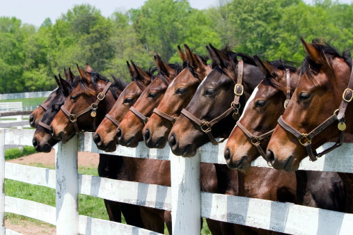 Nine thoroughbred horses all in a row by a fence on a Kentucky farm
