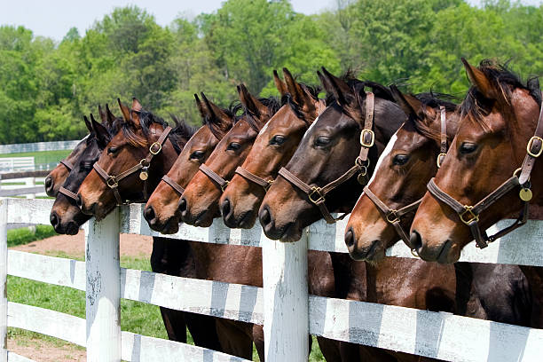 Thoroughbred Horses on Farm Nine thoroughbred horses all in a row by a fence on a Kentucky farm thoroughbred horse stock pictures, royalty-free photos & images