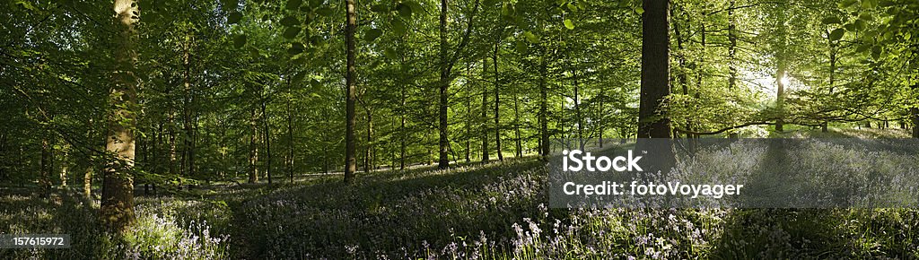 Zaklęta Las lato światło słoneczne życiem liście Dziki kwiat woodland panorama - Zbiór zdjęć royalty-free (Anglia)