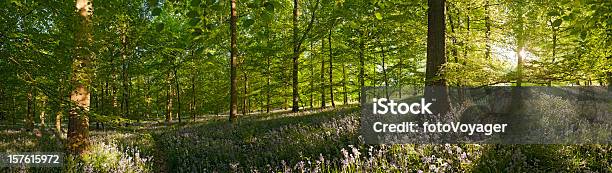 Zaklęta Las Lato Światło Słoneczne Życiem Liście Dziki Kwiat Woodland Panorama - zdjęcia stockowe i więcej obrazów Anglia