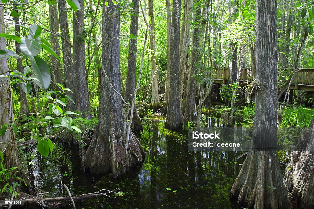 Everglades Boardwalk Nature scenic with wooden boardwalk leading trough the mysterious swamp forest of the everglades  Big Cypress Swamp National Preserve Stock Photo