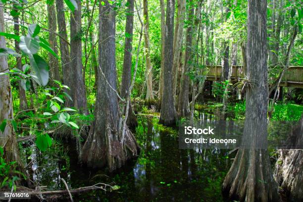 Everglades Boardwalk Stock Photo - Download Image Now - Big Cypress Swamp National Preserve, Big Cypress Swamp, Everglades National Park