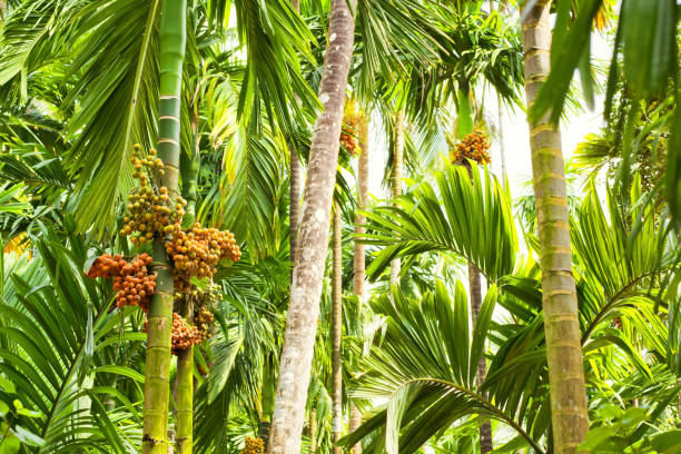 A colourful, tropical, lush row of palm tree trunks lined up at the Daintree Rainforest in Queensland, Australia, with red berries from the Christmas Palm (Adonidia merrillii)