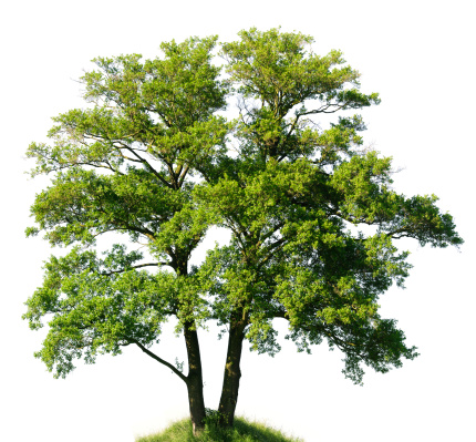 Old Alder Tree isolated on white (Alnus glutinosa).