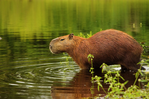 The world's largest rodent; the Capybara or Hydrochoerus hydrochoeris. Picture of an adult male, taken in the Pantanal Wetlands, Mato Grosso do Sul, Brazil, UNESCO World Nature Heritage site and Biosphere Reserve