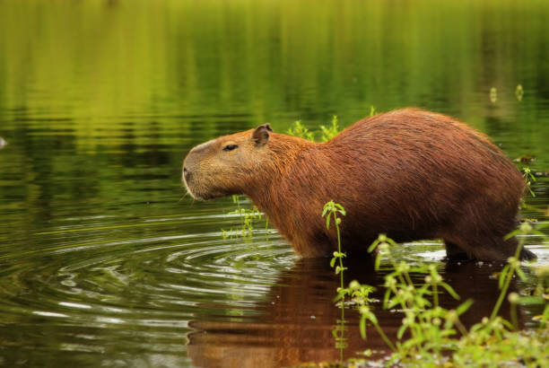 Capybara, Pantanal wetlands, Brazil The world's largest rodent; the Capybara or Hydrochoerus hydrochoeris. Picture of an adult male, taken in the Pantanal Wetlands, Mato Grosso do Sul, Brazil, UNESCO World Nature Heritage site and Biosphere Reserve ecological reserve photos stock pictures, royalty-free photos & images