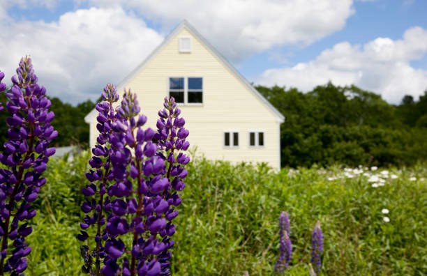 Sugar Hill, New Hampshire, USA -June 8, 2010-A field of colorful purple and white lupine grows in front of a home in Sugar Hill, New Hampshire