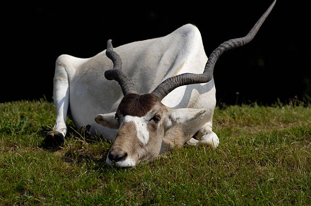 Addax a riposo - foto stock