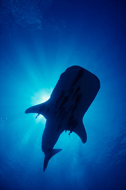 Whale Shark Silo stock photo