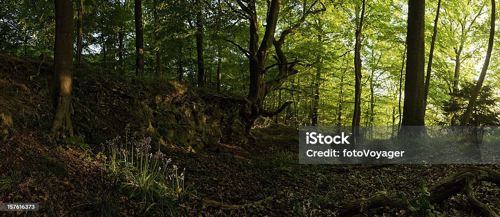 Идиллический лес Просека дикие цветы яркий Летний рассвет лес панорама - Стоковые фото Англия роялти-фри