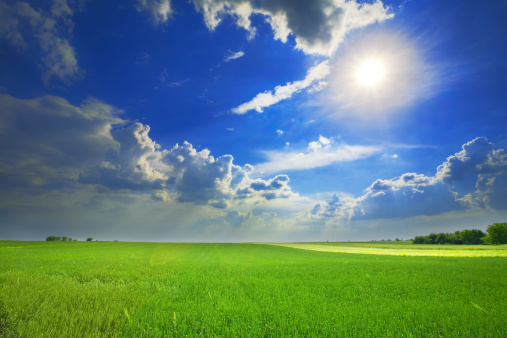 A picturesque summer landscape featuring a lush green grass field stretching under a blue sky with fluffy clouds