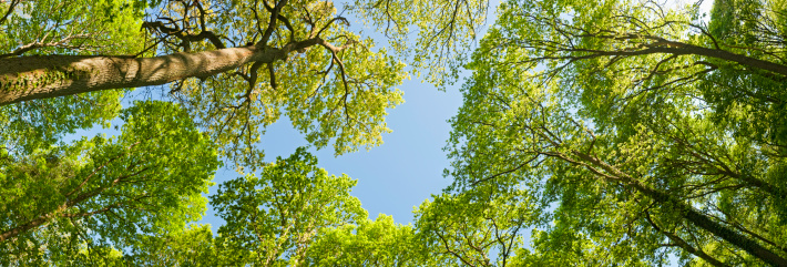 Green leaves and sky background. Fresh green leaves dense of Tilia or linden. tree and sky background
