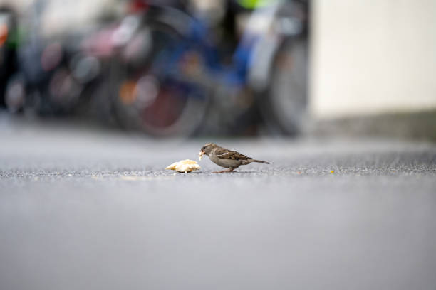 sparrow picking bread onn street