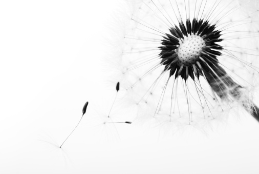 Beautiful dandelion seeds rendered in black and white