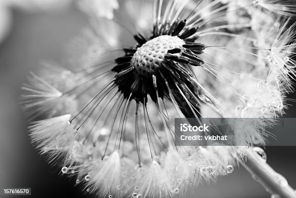 Dandelion Stock Photo - Download Image Now - Black And White, Flower, Photography