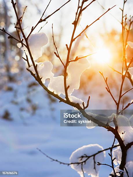 Warmer Winter Sun Stockfoto und mehr Bilder von Januar - Januar, Oslo, Winter