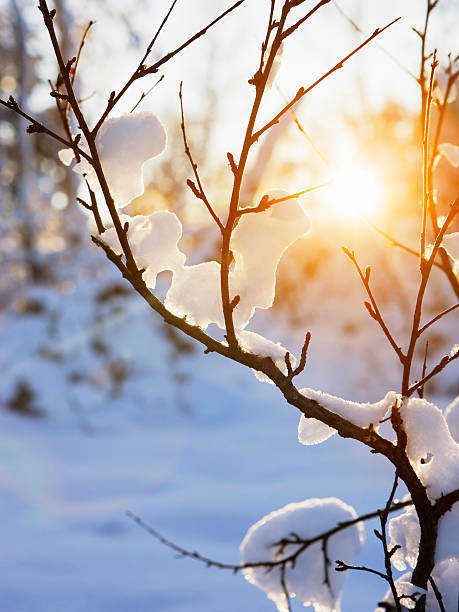 Warm winter sun stock photo