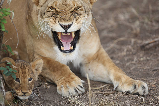 Protective Lioness mother stock photo
