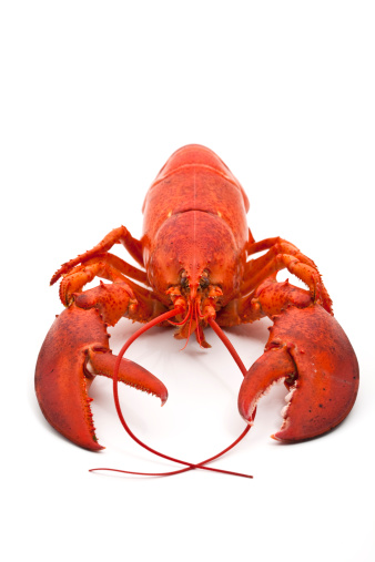 close-up of a perfect lobster, focus on eyes, isolated on white