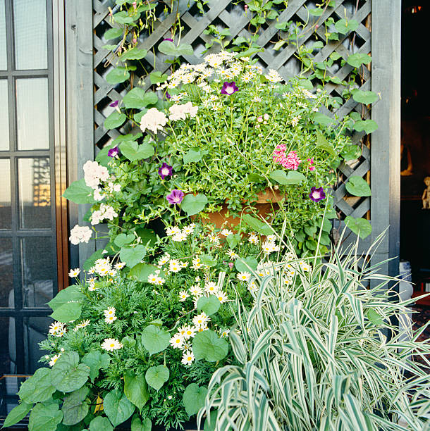 istock Urban Balcony decorated as country oasis 157616660