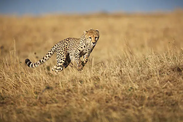 A wild Cheetah running across the savannah grassland of the Masai Mara, Kwenya