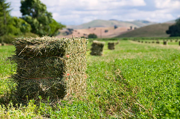 Alfalfasprosse Harvest – Foto