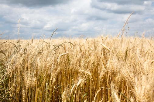 Low angle view of a wheat crop with cloudy sky in background.