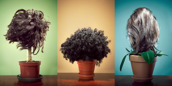 Strange and bizarre hair - like potted house plants with spot lit studio lighting and vibrant multi-colored background.