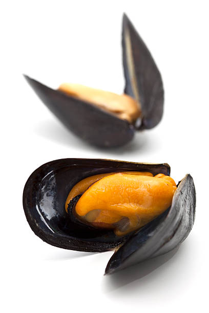 mussels stock photo