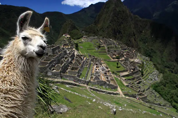 Lovely Llama and Macchu Picchu
