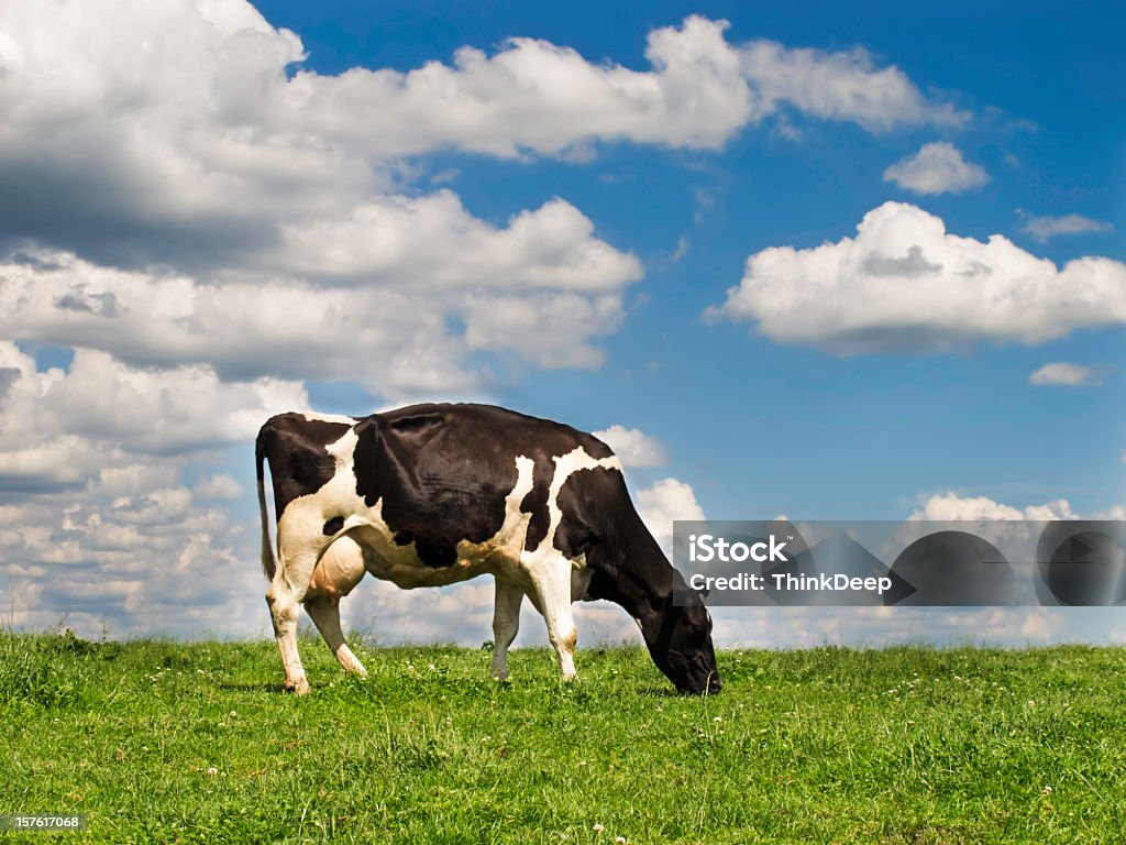 Vache frisonne sur la Prairie - Photo de Mamelle libre de droits