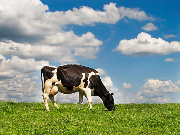 istock A cow grazing on a hill in a field 157617068