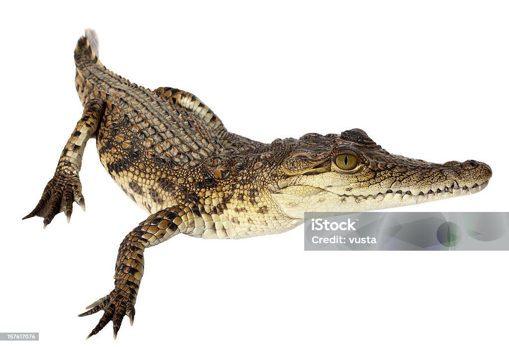 Junge Nilkrokodil - Lizenzfrei Echte Krokodile Stock-Foto