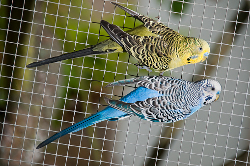 Close up of two colorful birds with slightly opened wings. A colorful canary pair is clinging close to each other on the fence of an aviary. One of them is blue the other yellow. Focus is on the foreground blurred background. The photo has been taken within the birdcage. Horizontal orientation.