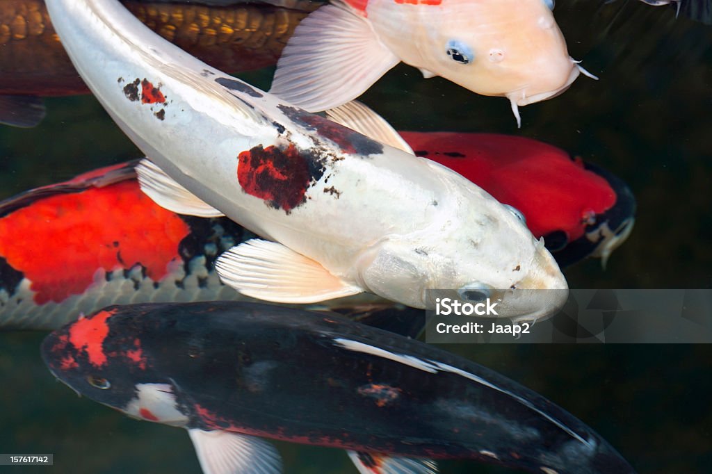 Gruppe von Koi-Karpfen mit differtent Farben Schwimmen im Teich - Lizenzfrei Zierkarpfen Stock-Foto