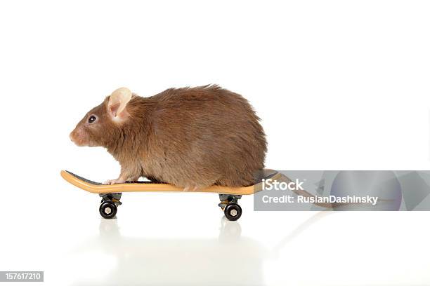 スケートボーダーの動物 - 小型のネズミのストックフォトや画像を多数ご用意 - 小型のネズミ, スケートボードをする, スケートボード