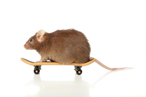 Fat brown mouse riding on skateboard isolated on white.