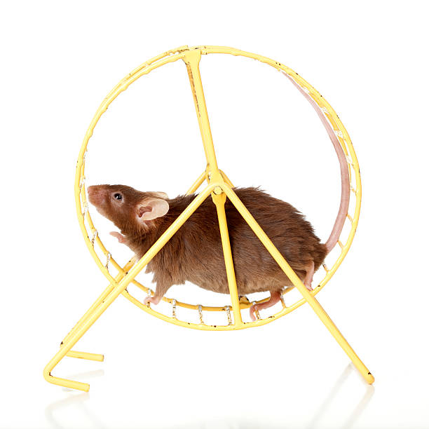 Brown mouse running in a wheel. Fat brown mouse running in a yellow wheel. rat race stock pictures, royalty-free photos & images