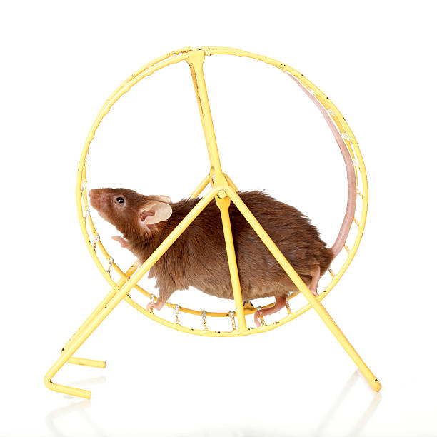 коричневый мыши бег в колеса. - escaping the rat race стоковые фото и изображения