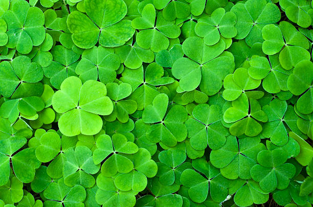 vert trèfle field - en forme de trèfle à quatre feuilles photos et images de collection