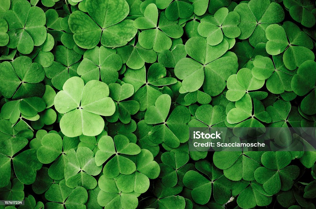 Close up of a bunch of green clover Clover. Texture. St. Patrick's Day Stock Photo