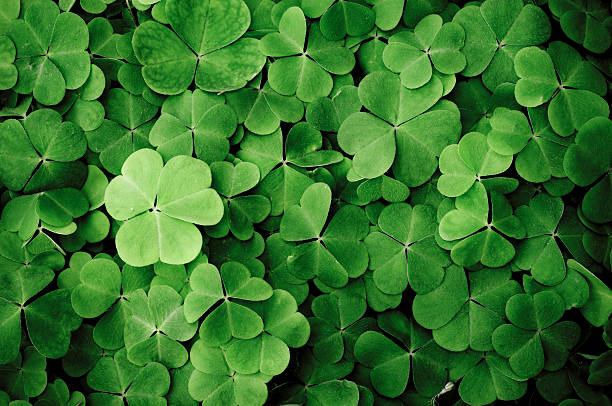 Close up of a bunch of green clover Clover. Texture. irish culture stock pictures, royalty-free photos & images
