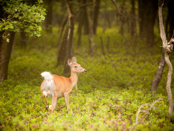 istock female deer in the forest 157617295